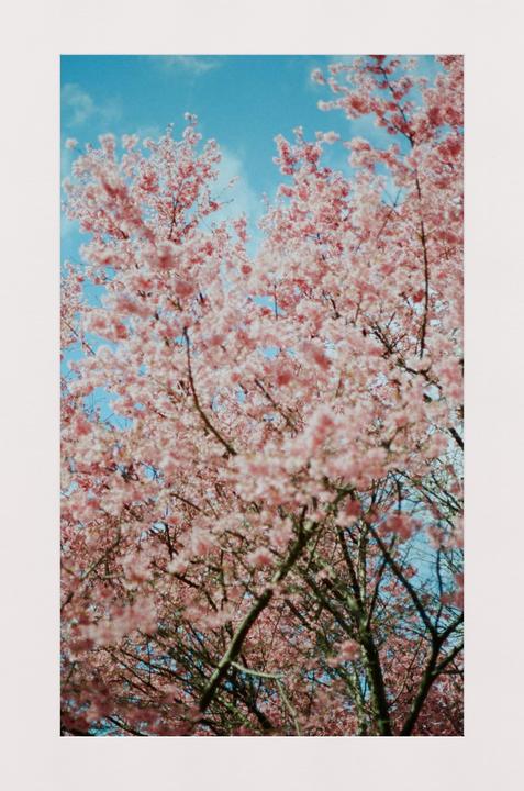 Pink cherry blossoms fill the frame against a bright blue sky.