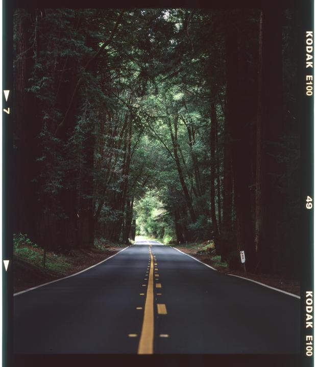 A road with a yellow dividing line stretches through a forest of tall trees.
