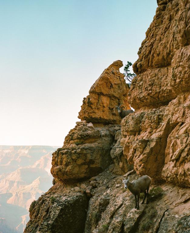 Two mountain goats stand on a rocky cliff overlooking a canyon.