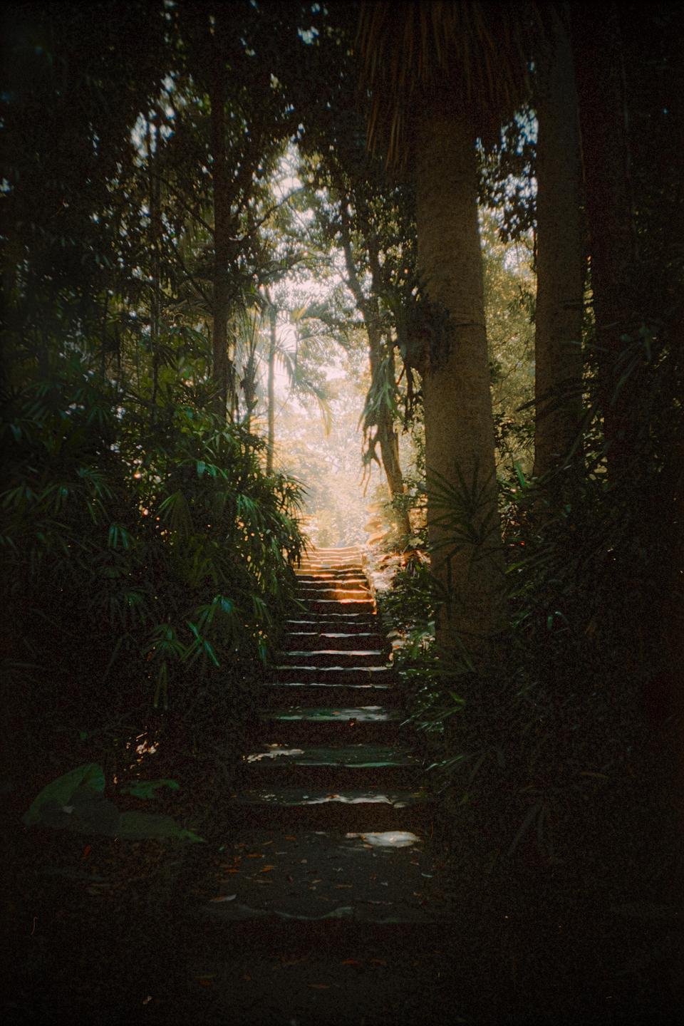A stone staircase ascends through a dense forest with bright light at the top.
