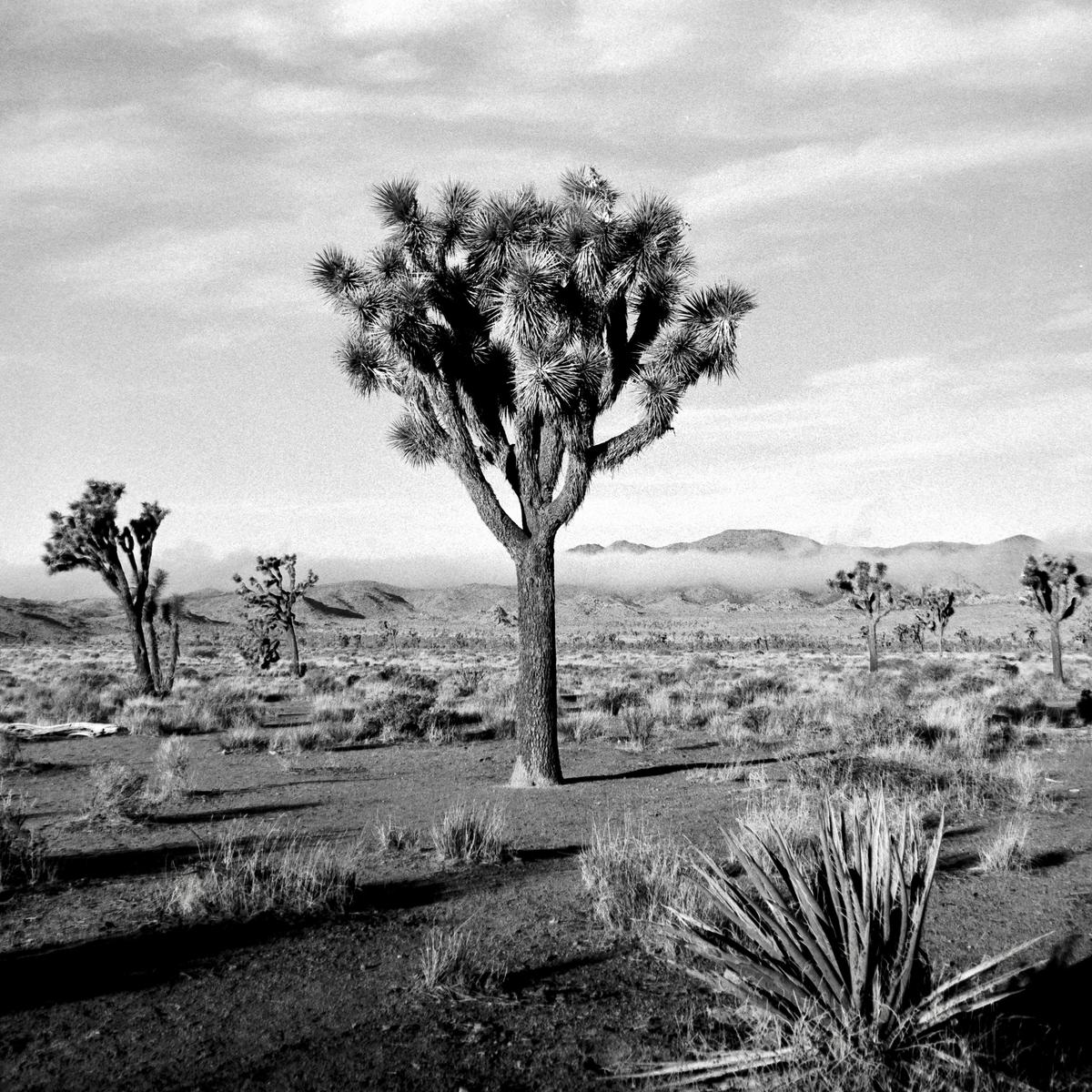A joshua tree stands in a desert landscape with mountains in the background.