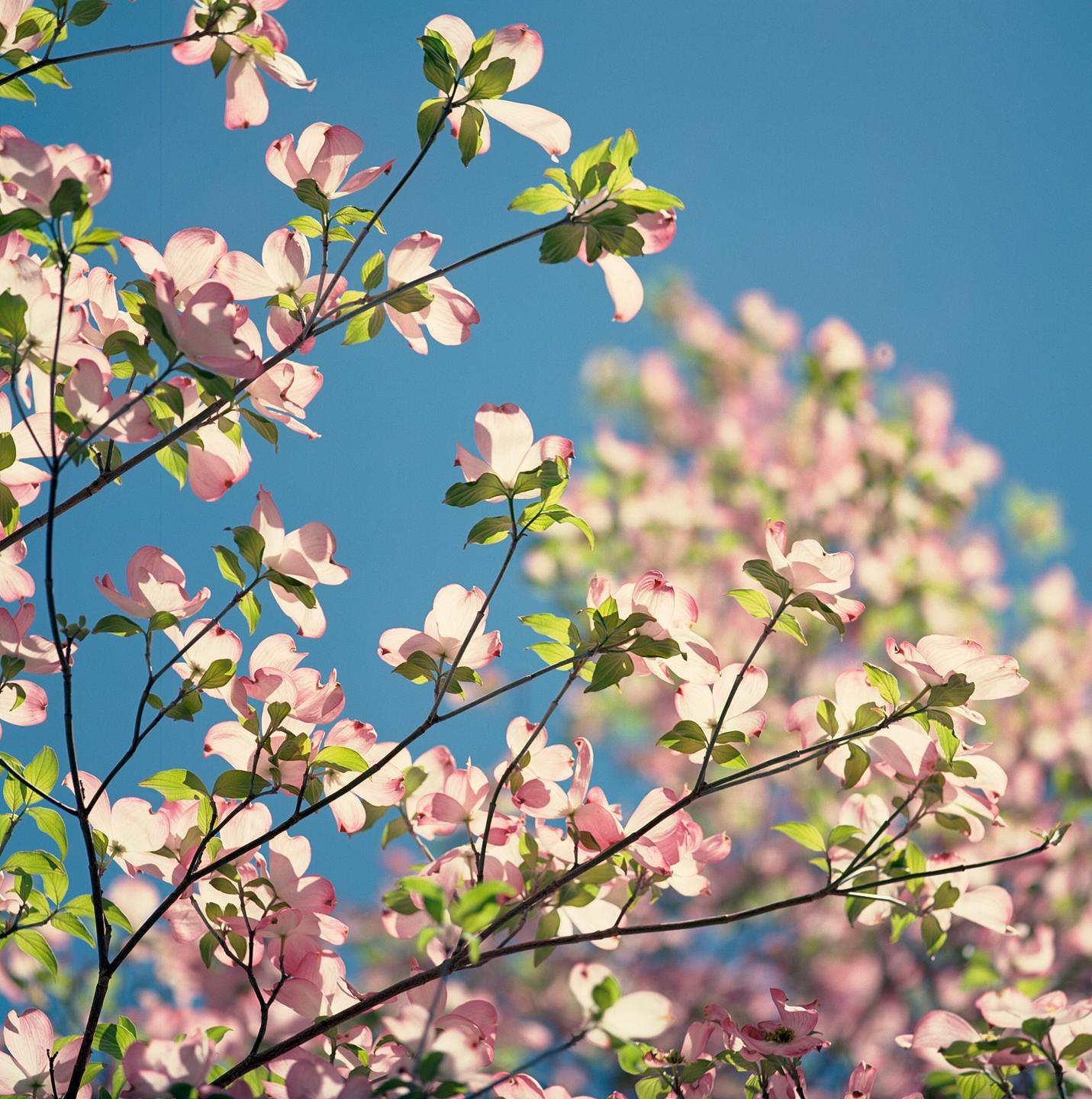 Pink blossoms on tree branches are set against a clear blue sky.