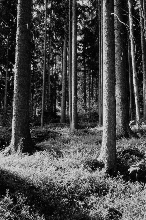Sunlight filters through a dense forest, illuminating the undergrowth and tree trunks.