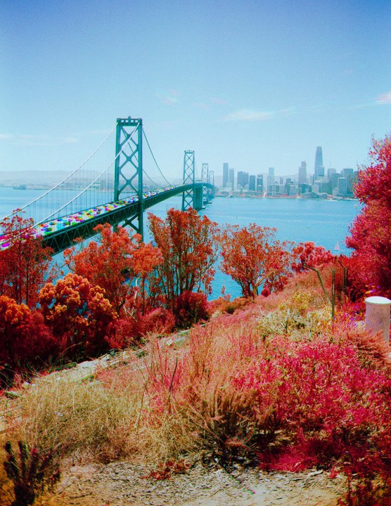 A bridge with cars crosses a body of water towards a city skyline, with red foliage in the foreground.