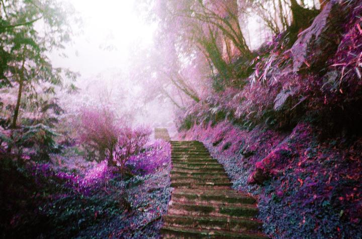 A stone staircase ascends through a forest with purple and pink foliage.