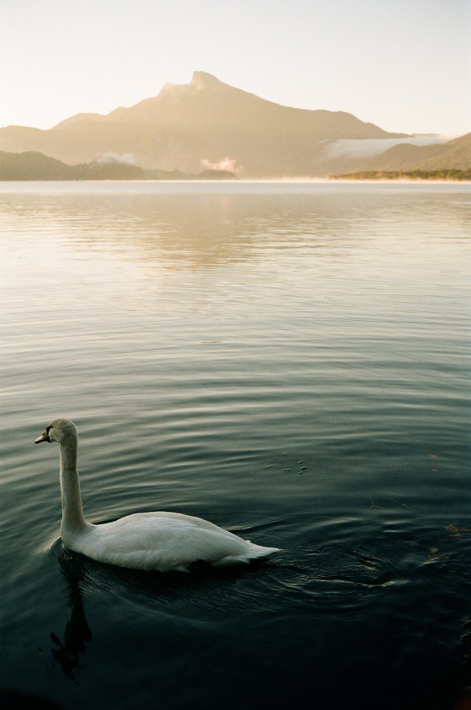 A swan swims in a lake with mountains in the background under a hazy sky.