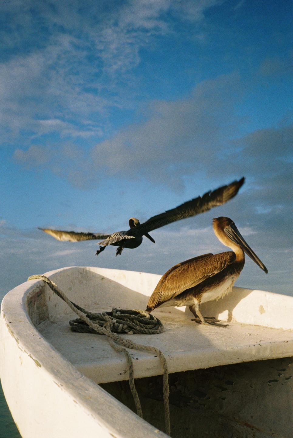 Two pelicans are on a white boat, one standing and one flying, under a blue sky with clouds.