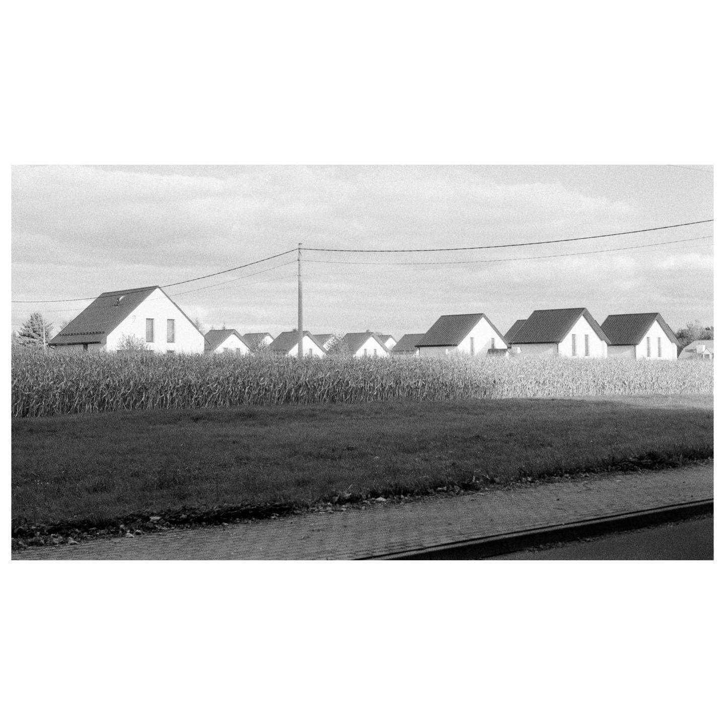 A row of houses with dark roofs stands behind a field of tall crops under a cloudy sky.