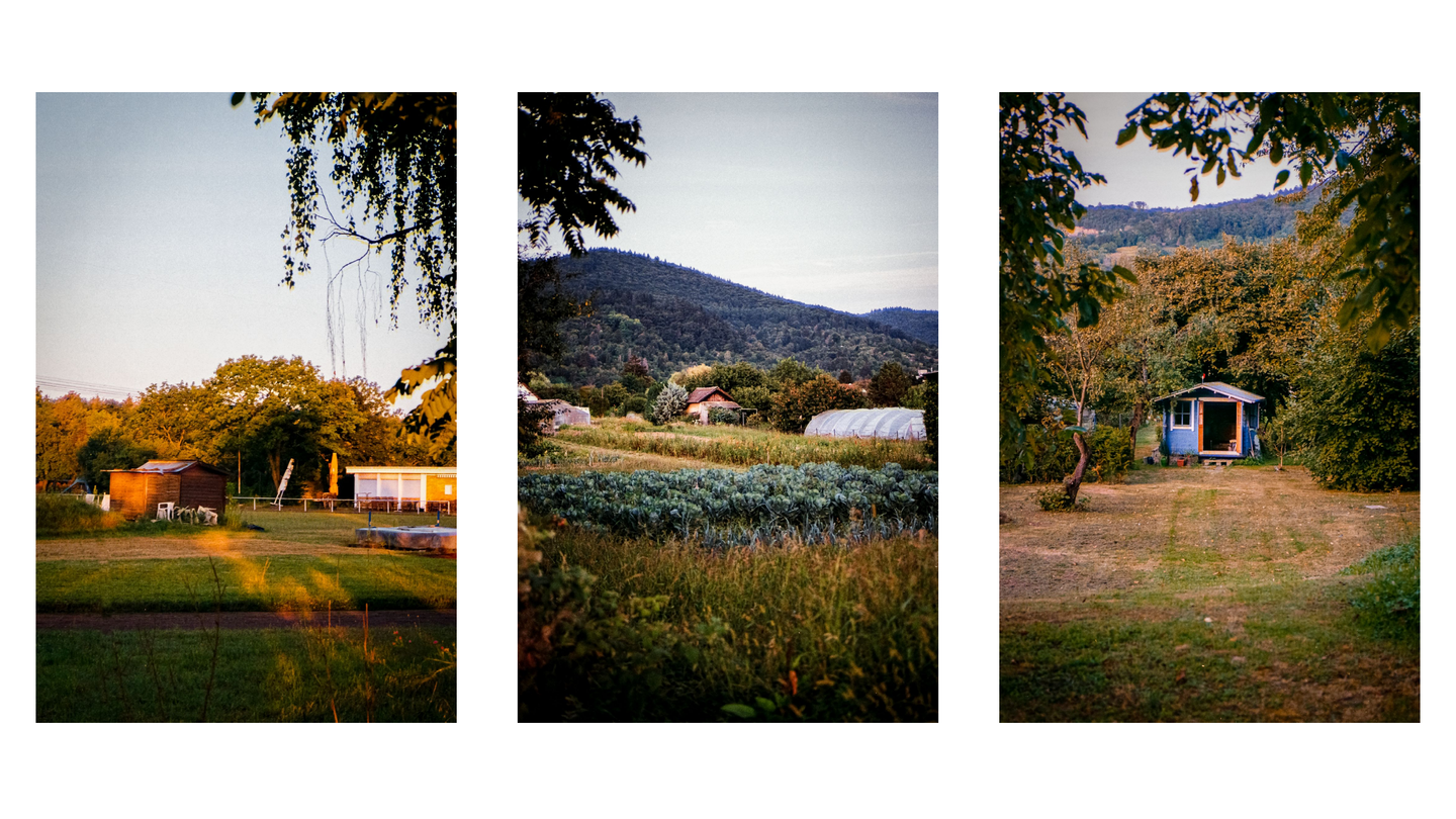Three vertical images show different shelters in natural settings, with the first two featuring golden hour light and the third a blue shed surrounded by trees.