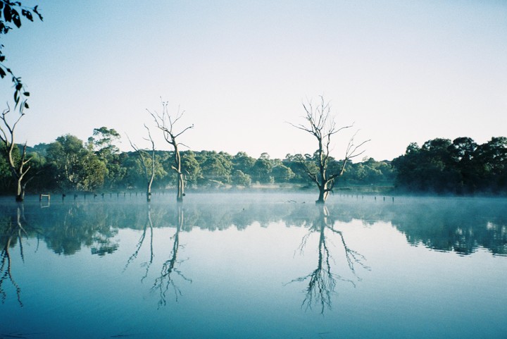 Three bare trees stand in a misty lake, reflecting in the still water, with a line of green trees in the background.