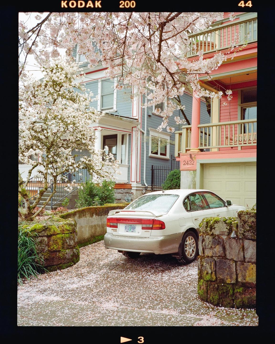 A white car is parked in a driveway covered in fallen cherry blossoms, with colorful houses and blooming trees in the background.