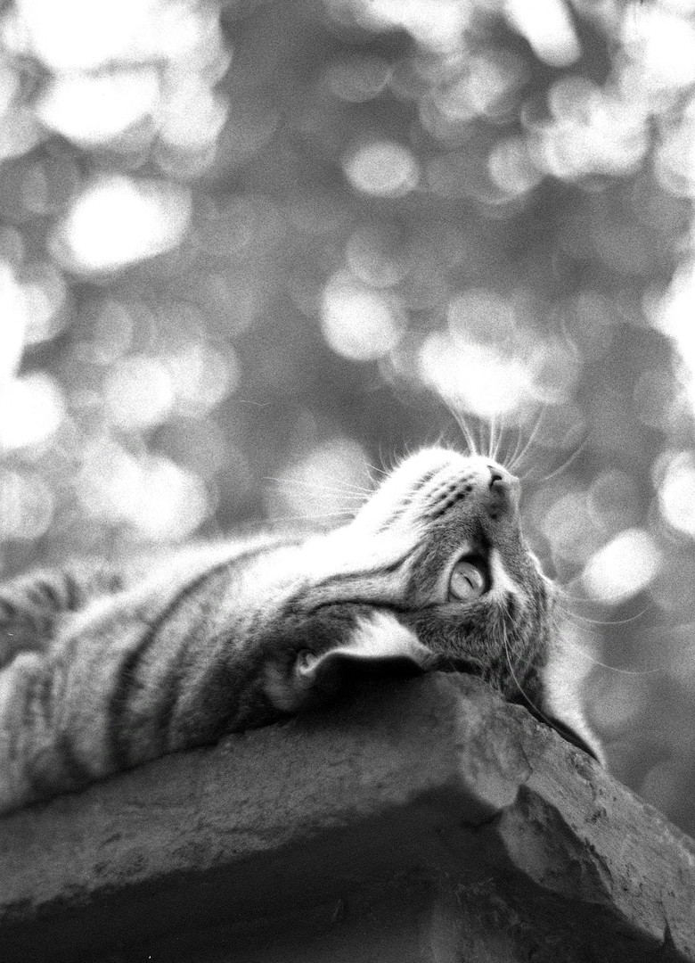 Thinking (Nikon F2 / 105mm f2.5 / Rolei Retro 400S), shot on ROLLEI RETRO 400S