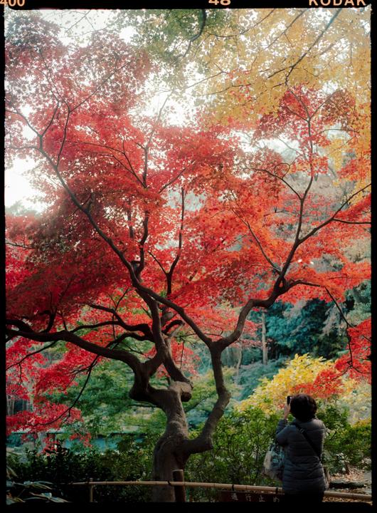 A woman photographs a vibrant red maple tree in a garden.