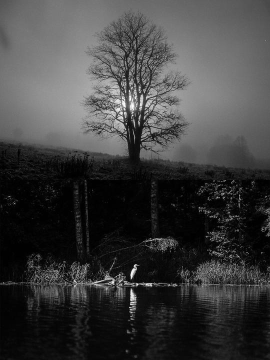 A bare tree stands on a misty hill overlooking a body of water where a white bird perches on a log.