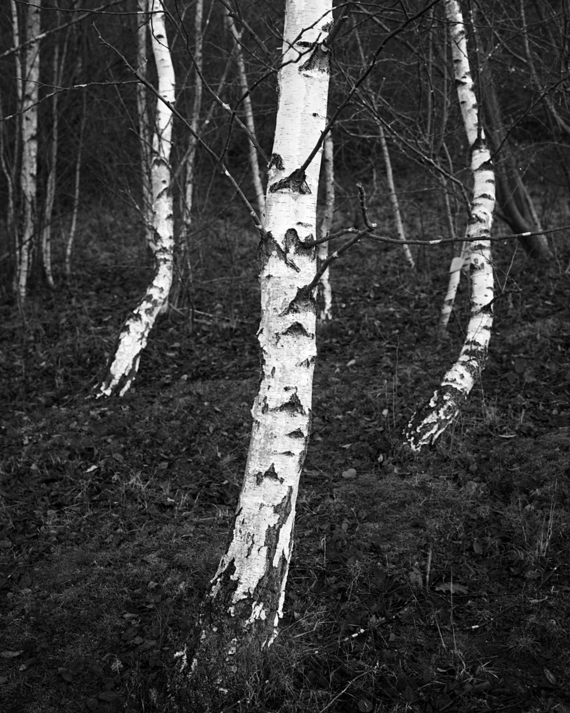Several birch trees with bare branches stand in a forest with a ground covered in leaves and grass.