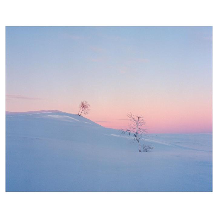 Two bare birch trees stand on a snow-covered hill under a pink and blue sky.