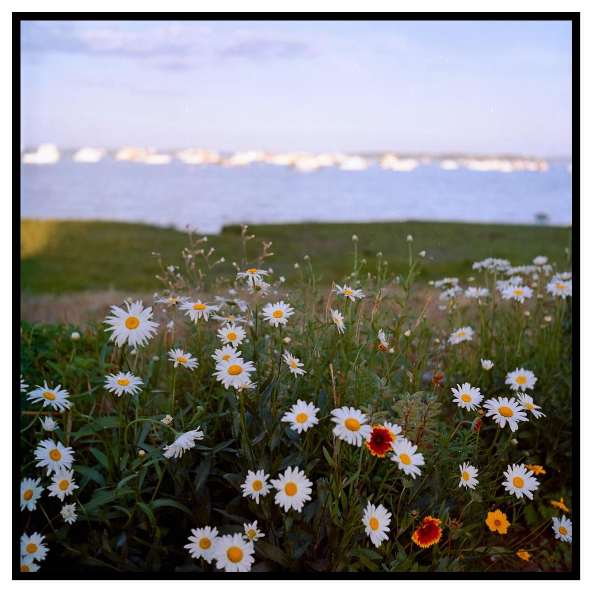 A field of white and red flowers grows along a body of water with a distant shoreline.