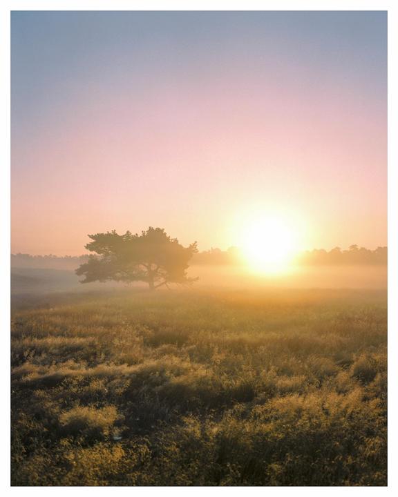 The sun rises over a misty field with a single tree in the distance.