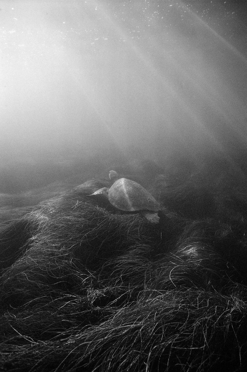 A sea turtle swims over a bed of seagrass with rays of light shining through the water.