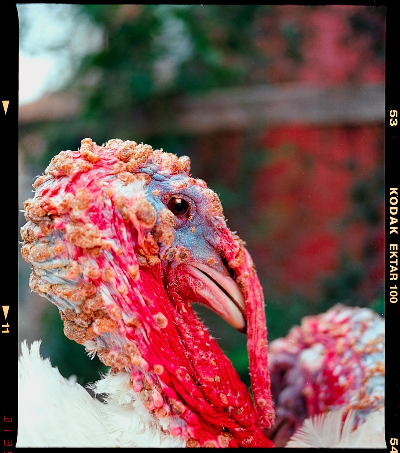 A turkey with a red wattle and blue head is shown in a close-up portrait.
