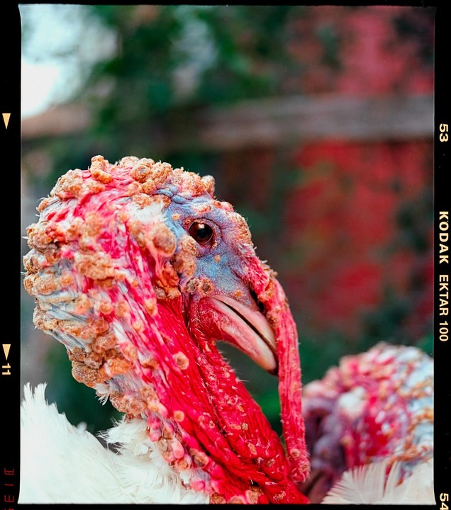 A turkey with a red wattle and blue head is shown in a close-up portrait.