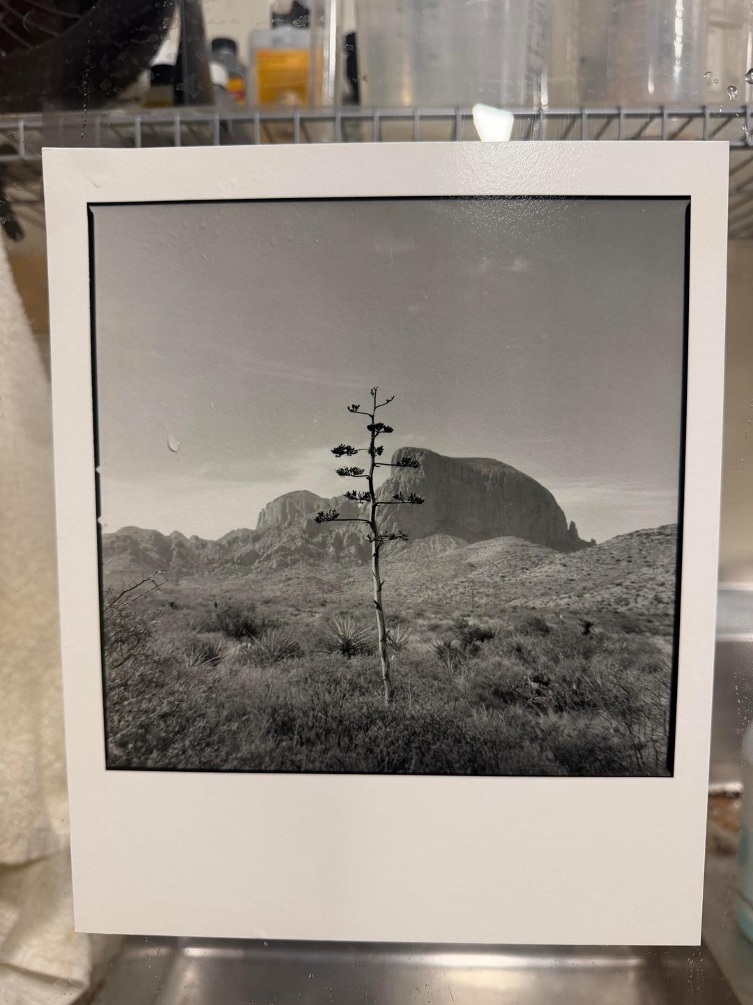 A black and white landscape shows a tall, thin plant in the foreground with mountains and desert vegetation in the background.