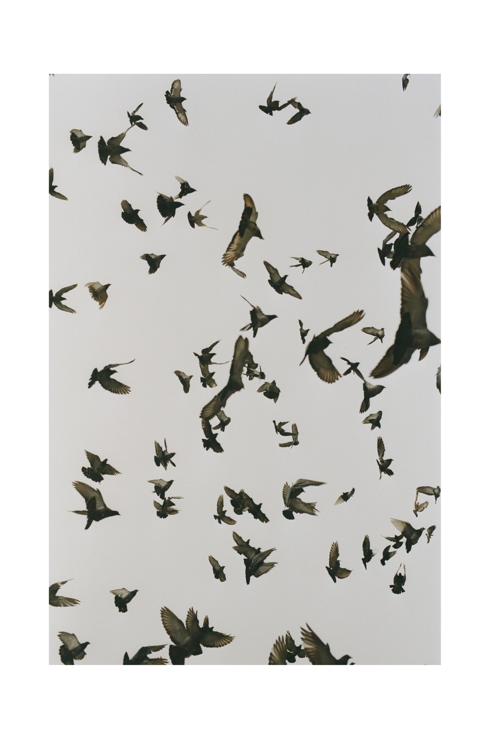 A large flock of birds is captured mid-flight against a bright sky.
