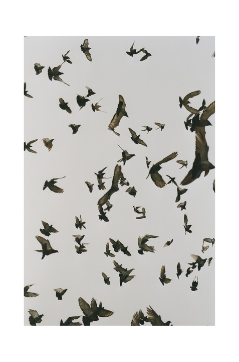 A large flock of birds is captured mid-flight against a bright sky.