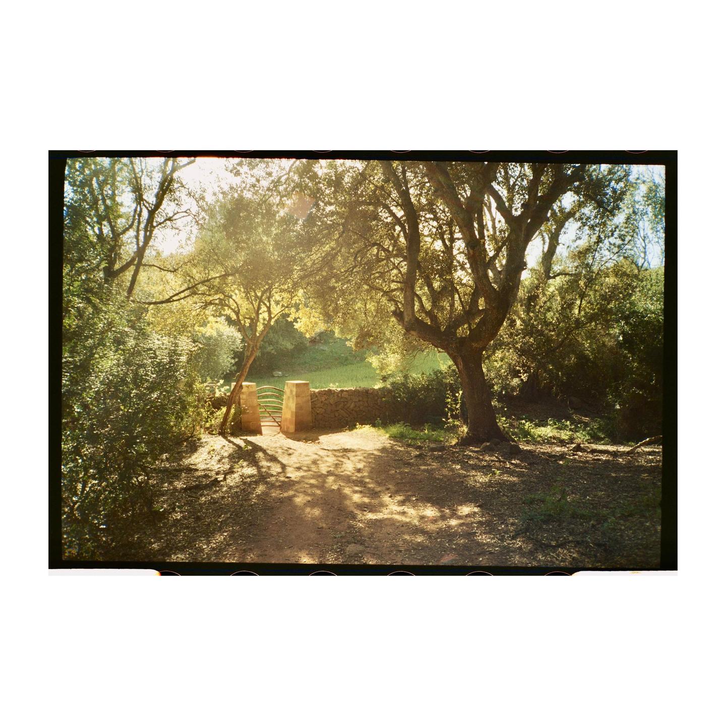 A dirt path leads to a stone wall and gate, surrounded by trees with sunlight filtering through their leaves.