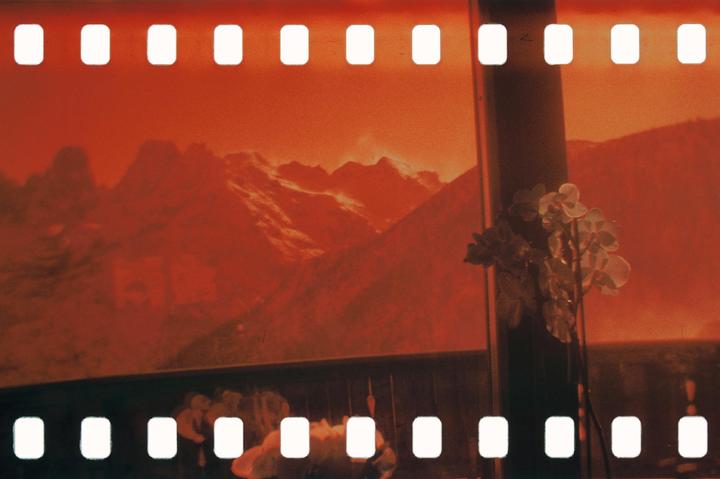 A plant with white flowers stands in front of a window with a view of mountains under an orange sky.