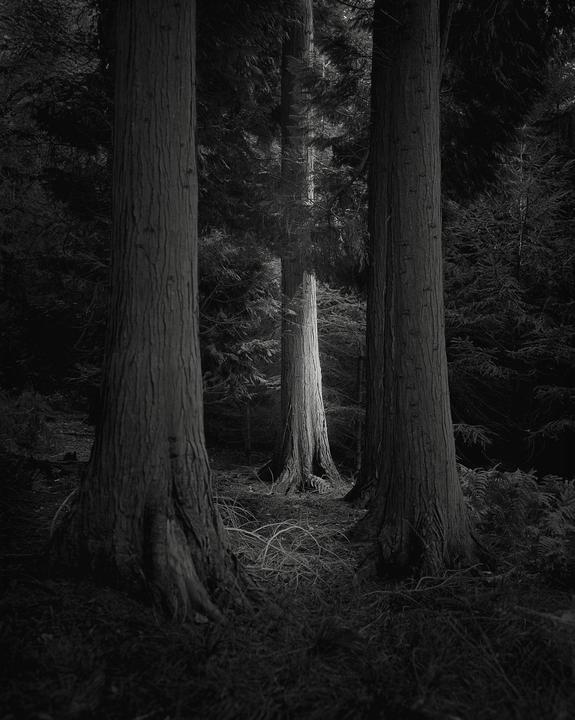 Three tree trunks stand in a dark forest with one trunk illuminated in the distance.