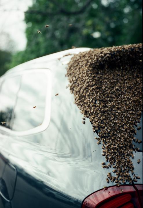 A swarm of bees covers the back of a car.