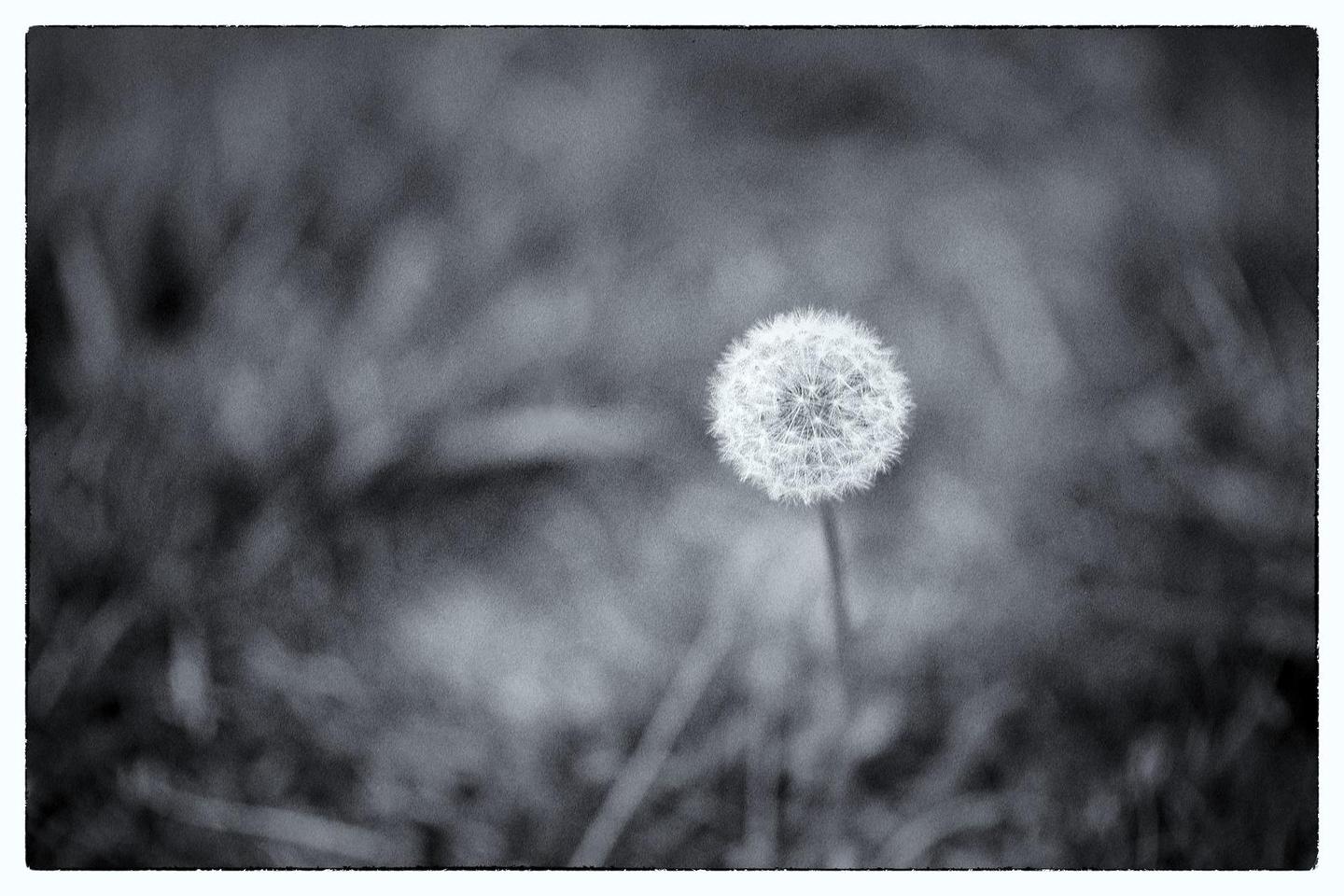 A single dandelion seed head stands in a field of blurred grass.