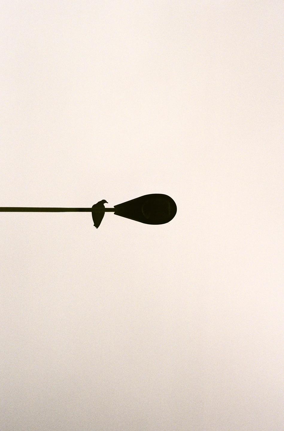 A bird perches on a street light against a bright, plain background.