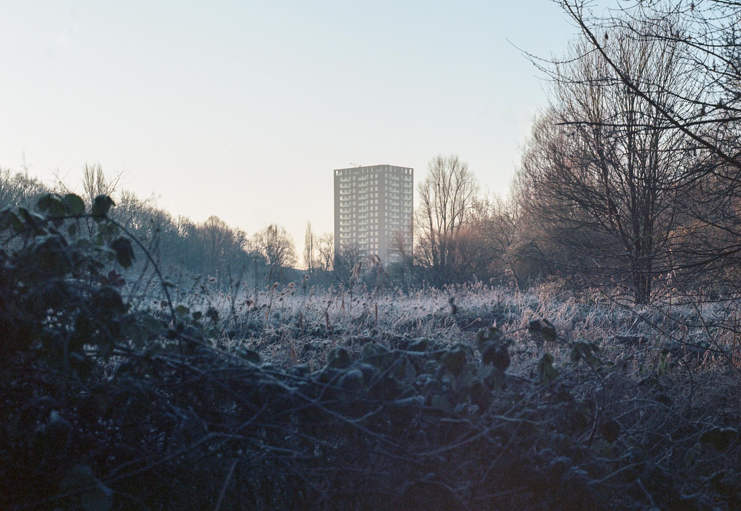 A tall building rises above a field covered in frost with bare trees in the foreground and background.