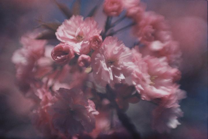 A cluster of pink cherry blossoms is shown in a soft focus close-up.