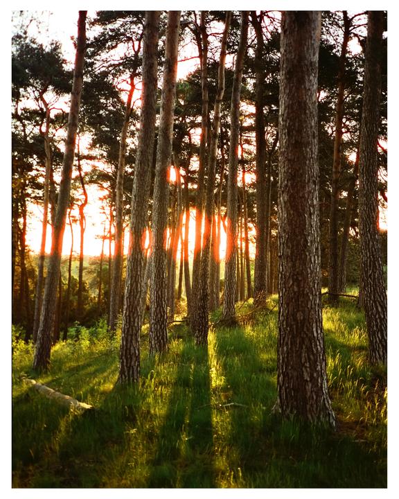 The sun shines through a forest of tall trees, casting long shadows on the grassy ground.