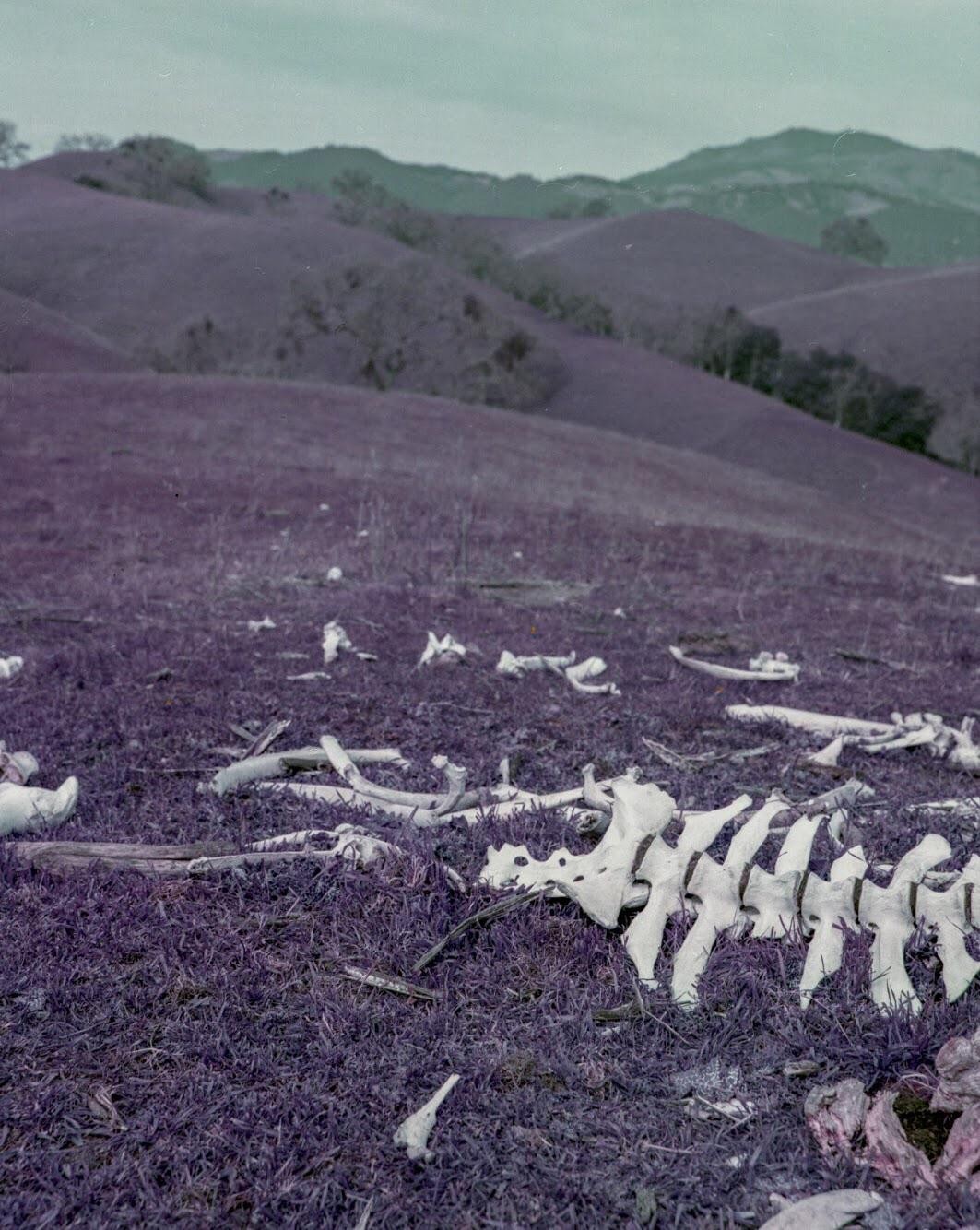 Animal bones are scattered across a purple grassy hillside with rolling hills in the background.