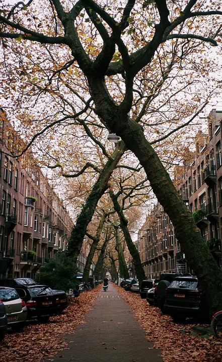 A person rides a bicycle down a street lined with trees and parked cars, with buildings on either side.