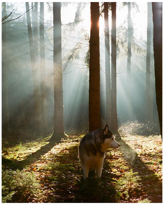 A husky stands in a forest with sun rays shining through the trees and steam coming from its mouth.