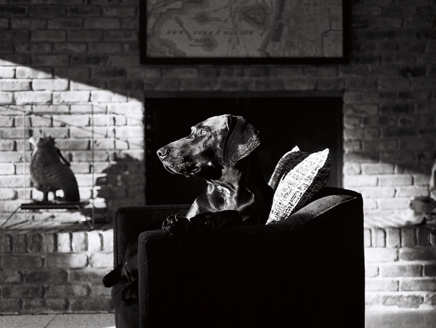 A dog sits on a chair in a room with a brick wall and a framed map.