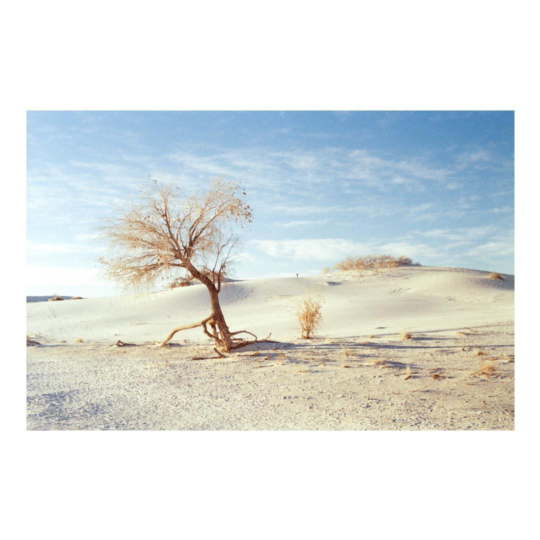 A lone, gnarled tree stands in a vast expanse of white sand dunes under a blue sky.