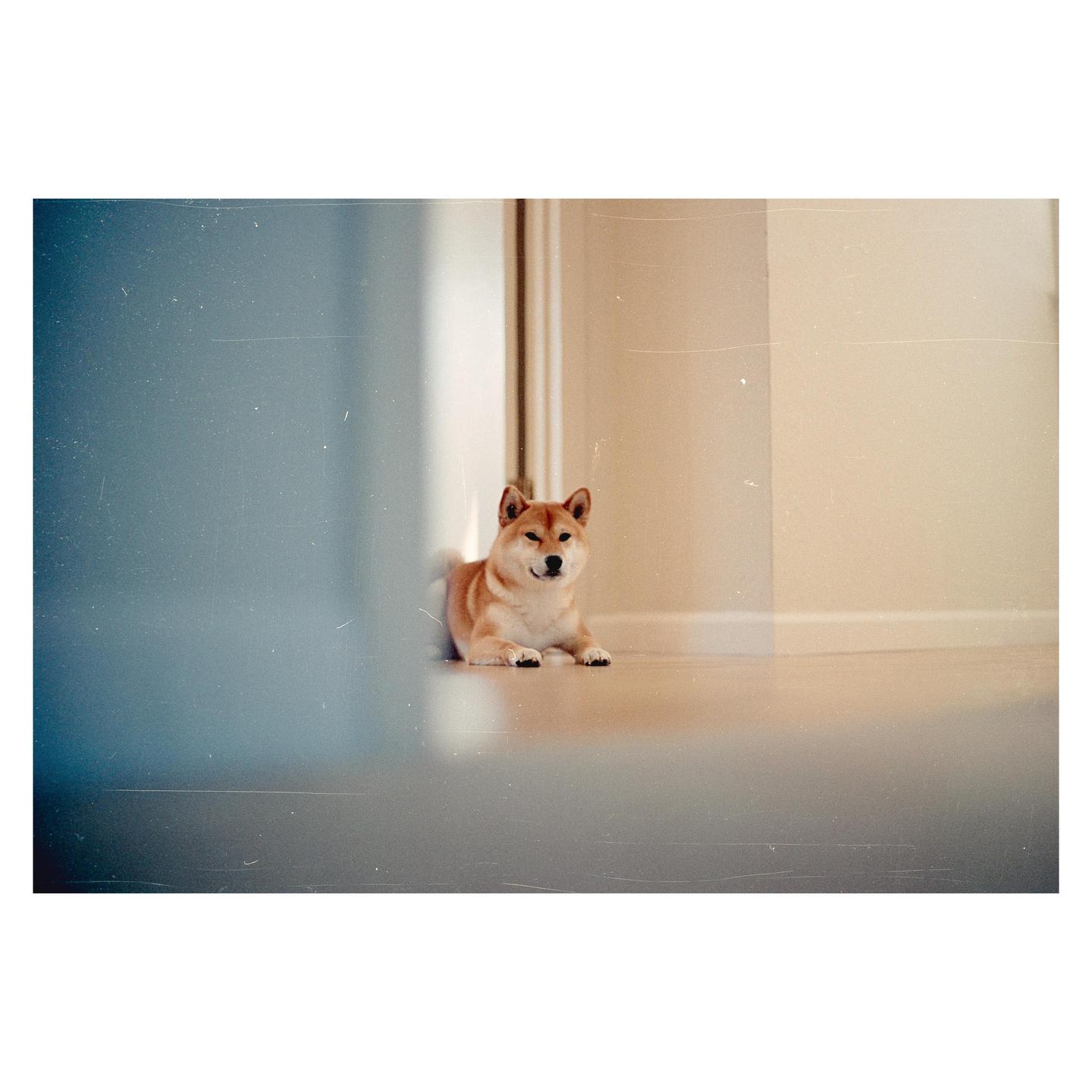 A shiba inu dog lies on a wooden floor next to a wall.