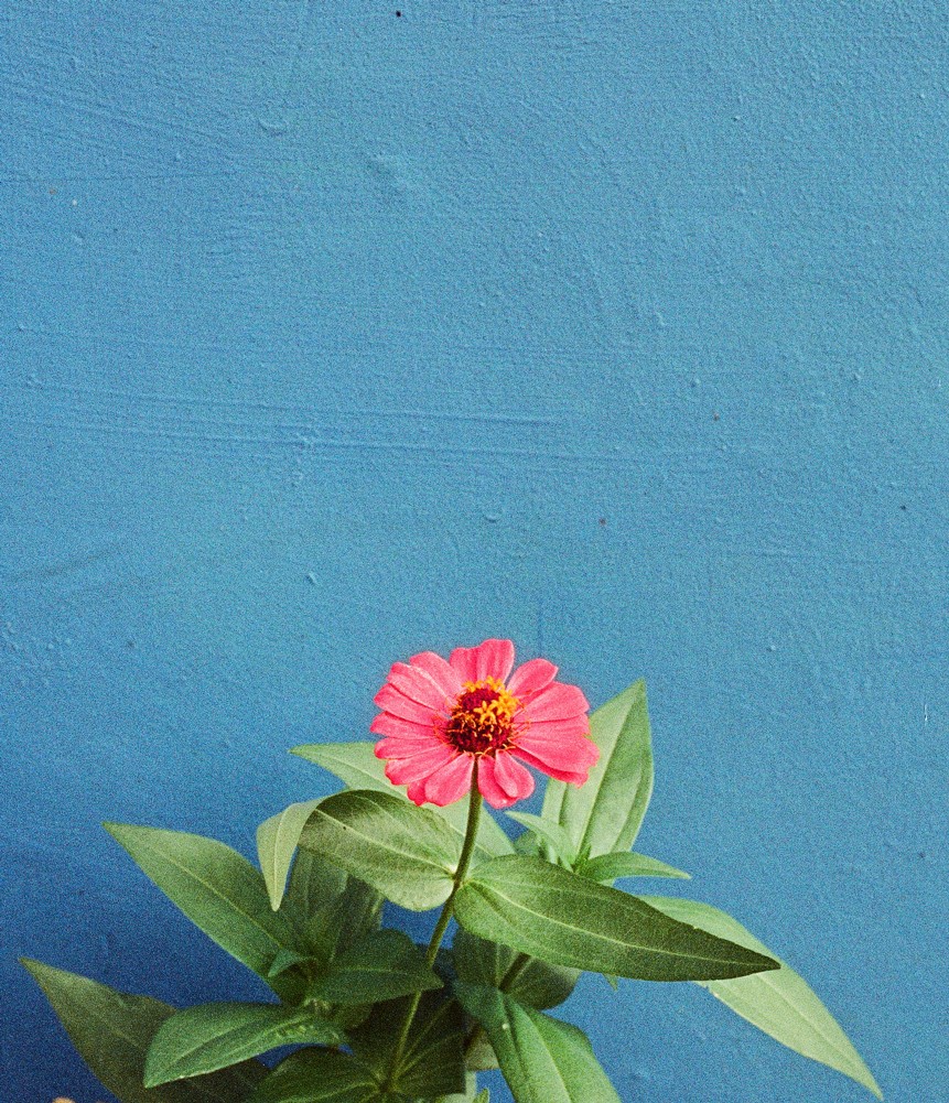 A single pink zinnia flower with green leaves is set against a textured blue wall.