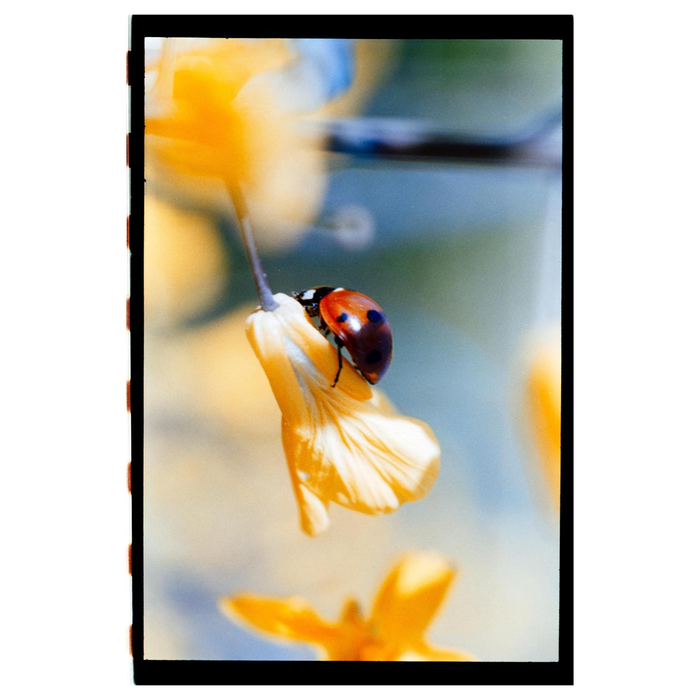 A ladybug is perched on a yellow flower with a soft blue and yellow background.