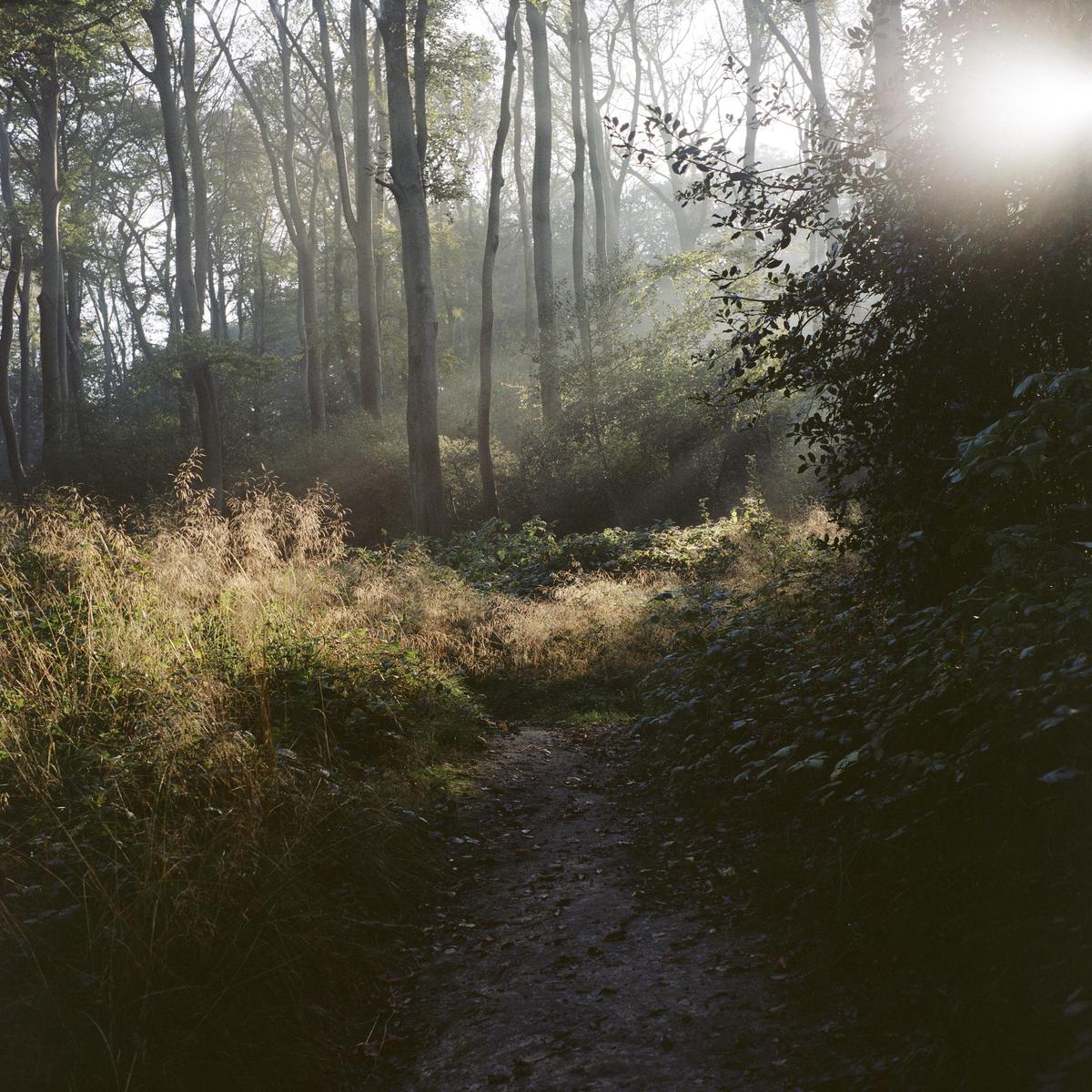 A narrow path leads through a forest with tall trees and sunbeams shining through the hazy air.