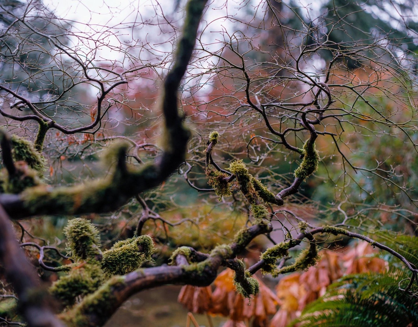 Moss-covered branches of a tree with bare branches in the background.