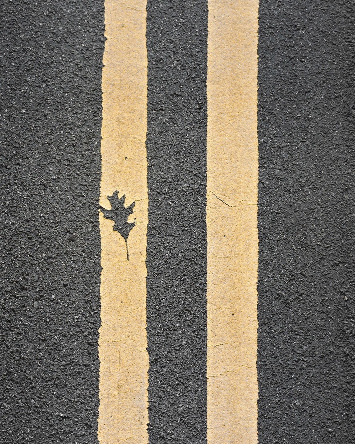 A leaf is visible on the asphalt between two yellow lines.