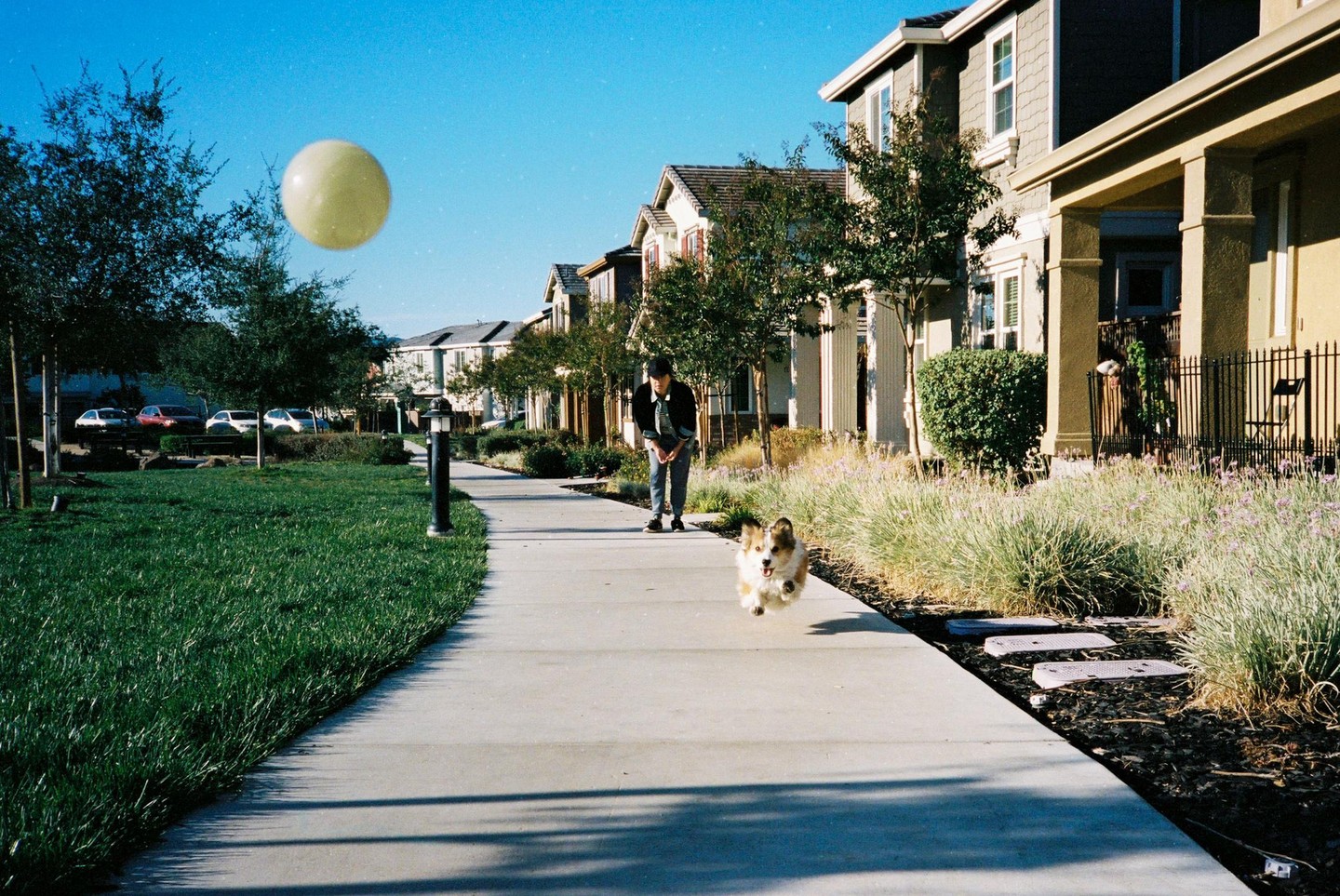 A man and a dog are on a sidewalk with houses and trees in the background, and a balloon floats in the sky.