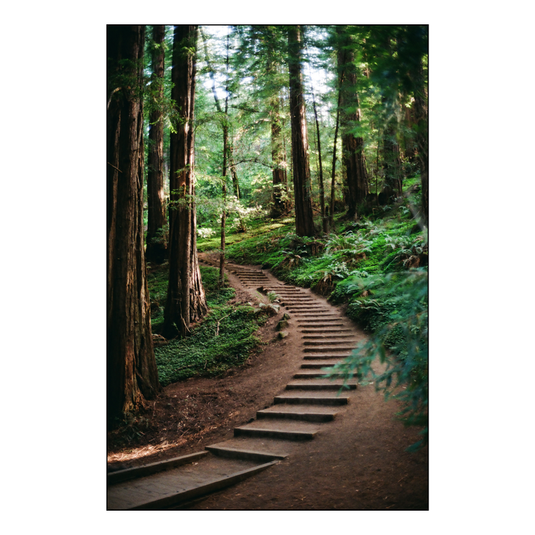 A winding dirt path with wooden steps ascends through a dense forest of tall trees and lush green undergrowth.